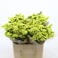 Limonium Sinuatum Glossy Wings 60cm 30gr.