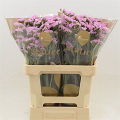 Limonium Sinuatum Pretty Wings 60cm 30gr.