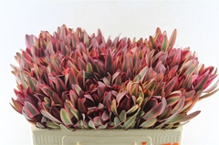 Leucadendron Jester 50cm