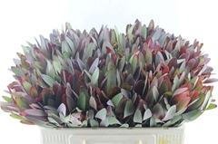 Leucadendron Safari Sunset 50cm