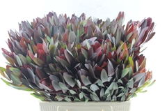 Leucadendron Safari Sunset 60cm