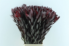 Leucadendron Safari Sunset 100cm