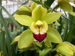 Cymbidium Mini Lisa 60cm