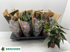 Begonia Foliage Maculata Spotlight Green 12Ø 30cm