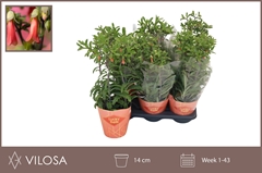 Kalanchoe Lucky Bells 14Ø 40cm