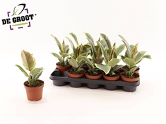 Ficus Tineke 12Ø 35cm