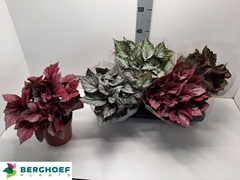 Begonia Leaf Beleaf Mix 17Ø 33cm