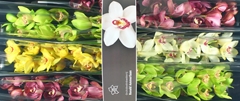 Cymbidium Mix 80cm