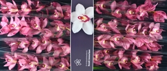 Cymbidium Gerry 80cm
