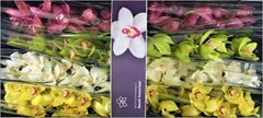 Cymbidium Mix 80cm
