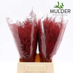 Asparagus Setaceus Painted Red 45cm