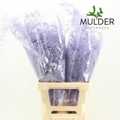 Asparagus Setaceus Painted Light Violet 65cm