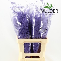 Asparagus Setaceus Painted Milka 65cm