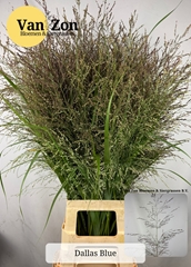 Panicum Dallas Blues 100cm