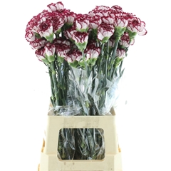 Dianthus Single Zurigo 70cm