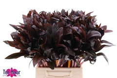 Dracaena Fragrans Compacta 50cm