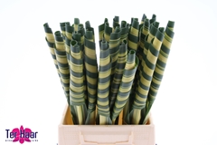 Pandanus Leave 50cm