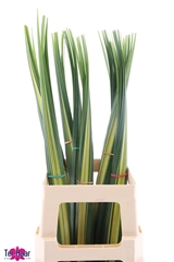 Pandanus Leave 90cm