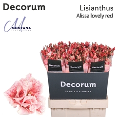 Eustoma Double Painted Lovely Red 70cm