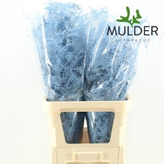 Asparagus Setaceus Painted Light Blue 85cm