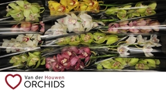 Cymbidium Mix 50cm