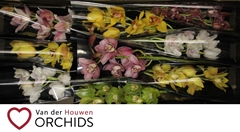 Cymbidium Mix 60cm