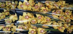 Cymbidium La Vie Stella 60cm