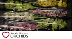 Cymbidium Mix 70cm