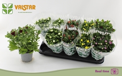 Chrysanth Mix 5 Colours 12Ø 25cm