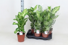 Dieffenbachia Mars 17Ø 65cm