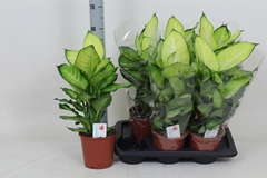 Dieffenbachia Summer Style 17Ø 60cm