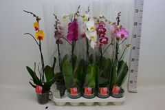 Phalaenopsis Mix 12Ø 70cm 1st