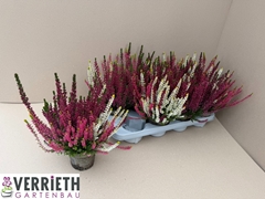 Calluna Garden Girls Mix In Pot 3 Colours 12Ø 25cm