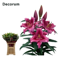 Lily Oriental Dalian 100cm 5+