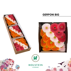 Gerbera Sphere Mix 45cm 10cm Hd
