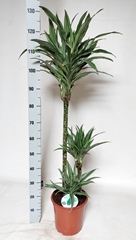 Dracaena Warneckei 24Ø 135cm