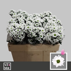 Chyrsanth Santini Floky 50cm 24gr.