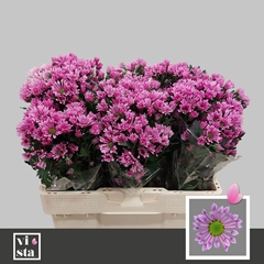 Chrysanth Santini Bluff 50cm 24gr.