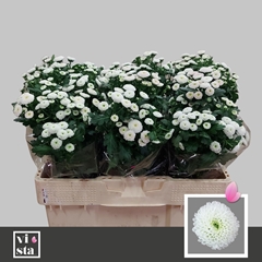 Chrysanth Santini Pizarro 50cm 24gr.