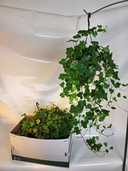 Hedera Helix Wonder 19Ø 70cm