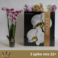 Phalaenopsis Mix 7 Colours 12Ø 70cm 3st