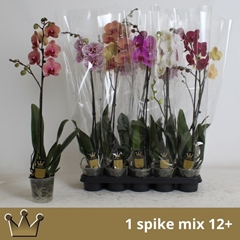 Phalaenopsis Mix 7 Colours 12Ø 75cm 1st