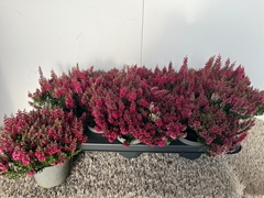 Calluna Garden Girls Mix 11Ø 16cm