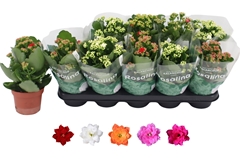 Kalanchoe Double Rosaline Mix 12Ø 27cm