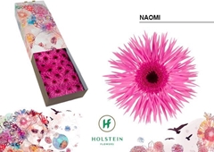 Gerbera Spider Naomi 45cm 10cm Hd