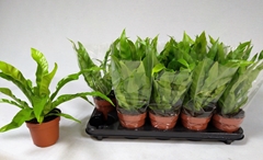 Asplenium Antiquum 12Ø 30cm