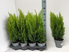 Chamaecyparis Ellwoods Empire 13Ø 45cm