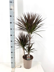 Dracaena Magenta 21Ø 95cm