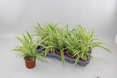 Chlorophytum Comosum 12Ø 30cm