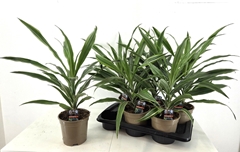 Dracaena Mix 17Ø 40cm